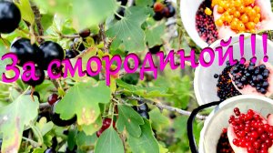 04 июля 2025. За смородиной в поля!