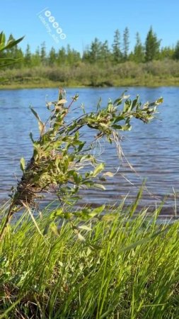 Погода наладилась 🙂 #крякаемоприроде #городУдачный #кадышева