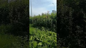 Погодка божественная