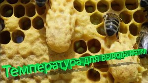 Оптимальная температура для вывода свищевых маток – совет профессора Кашковского