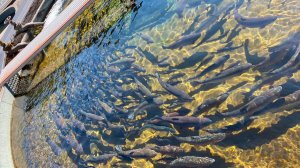 От сазана до баррамунди. Производство рыбы увеличено на 20% в Алматинской области Казахстана