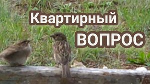 Гнездо в трубе.Хвост веером.Порода.