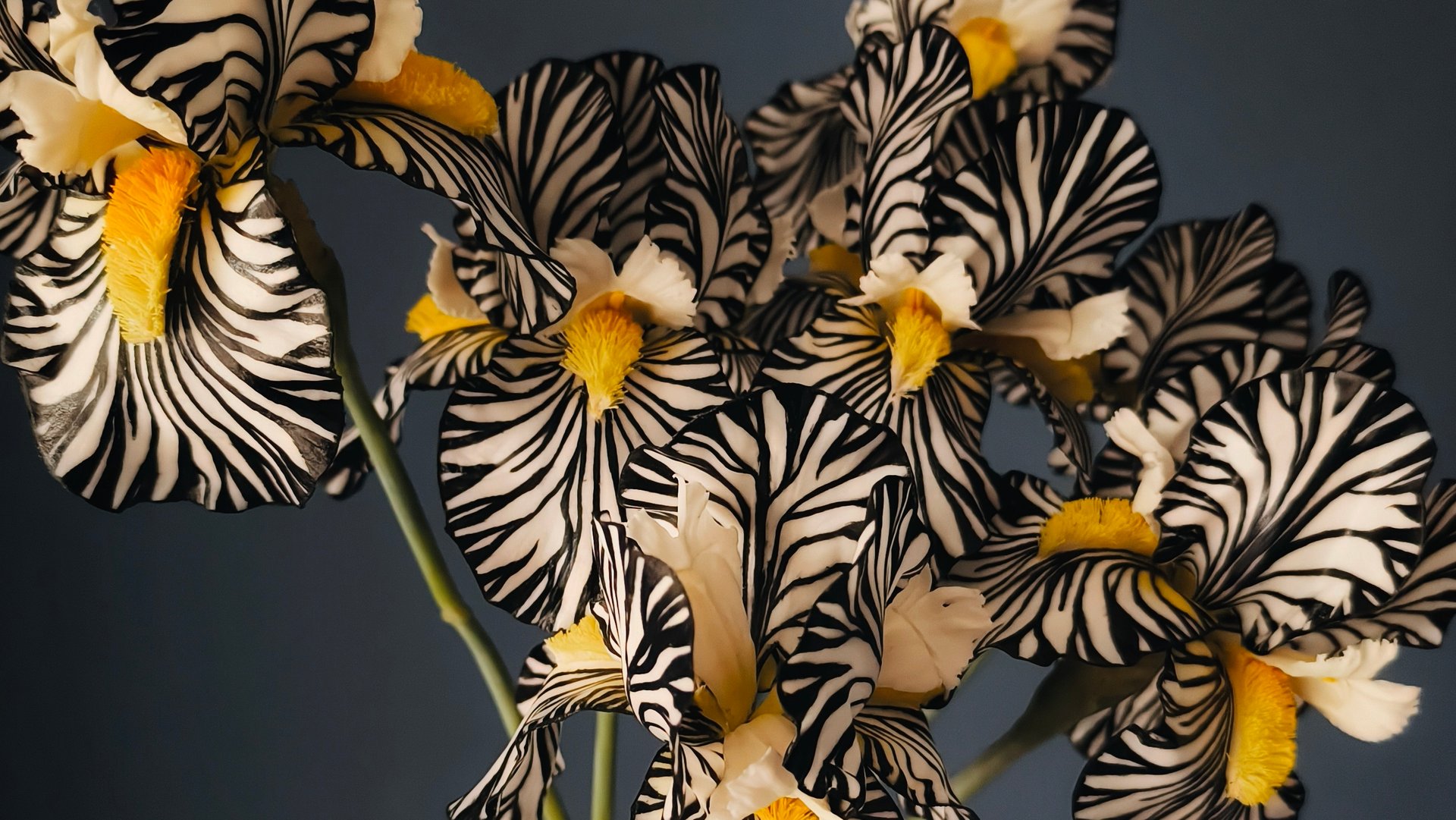 Ирисы Зебра ботаническая скульптура мои работы Мурзилкина Ольга