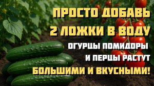 ПРОСТО ДОБАВЬ 2 ЛОЖКИ В ВОДУ — ОГУРЦЫ, ПОМИДОРЫ И ПЕРЦЫ РАСТУТ КАК СУМАСШЕДШИЕ!