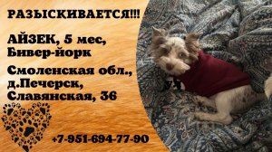 Пропала собака! АЙЗЕК, 5 мес, бивер-йорк. Смоленская обл., д.Печерск.