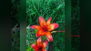 Чудесная середина июля.mp4