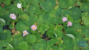 Уссурийский Лотос в цветении.