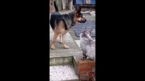 Собака. Кот. Том и Кос.