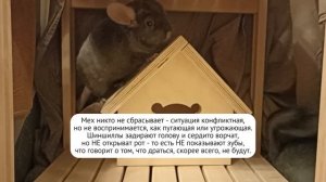 Ссаживание шиншилл, часть 2