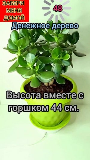 Денежное дерево (Толстянка)