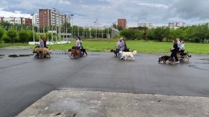 Репетиция парада собак в Саяногорске