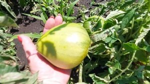 ХОРОШО ИМЕТЬ ДОМИК В ДЕРЕВНЕ...И ТАКИХ РОДСТВЕННИКОВ...