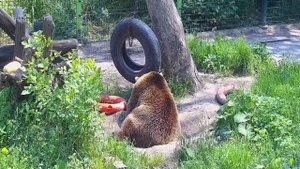 Отдых нежного медведя