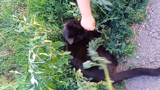 Миланины питомцы🐱🐱🐱