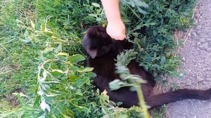 Миланины питомцы🐱🐱🐱