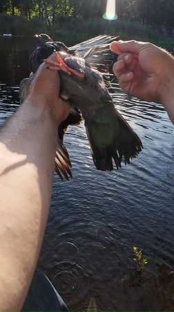| Как поймать голубя нахлыстом | #нахлыст #flyfishing #fishing #рыбалка