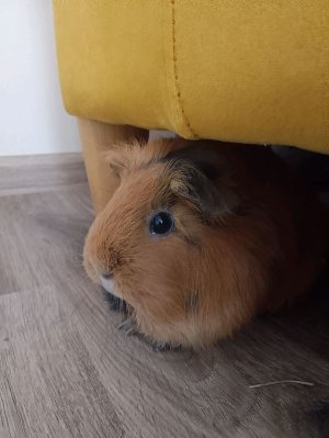 🐷