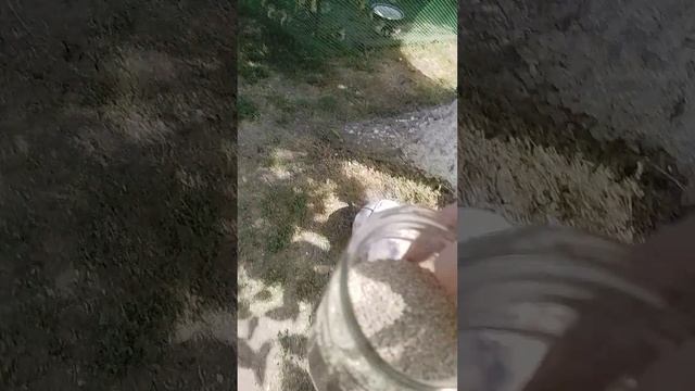 показываю утят, цыплят 1 часть