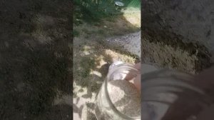показываю утят, цыплят 1 часть