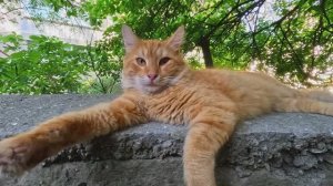Прогулка  за дом Абрикосы и алыча растет.