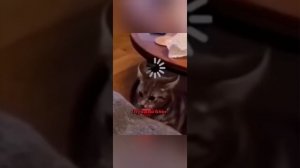 ПРИКОЛЬНЫЕ ПУШИСТЫЕ 🤣 собаки и кошки кто смешнее ?