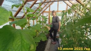 7 соток. Ночью гроза , ливень. Днем жара 30 градусов. Как все растет? Хроника 13 июля 2025 год