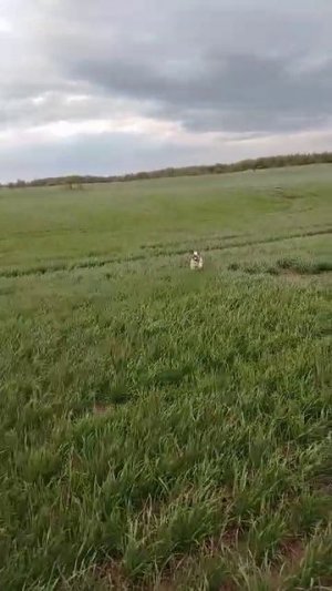 1000067063.mp4