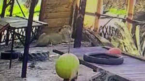 Выспался и съел мясо, затем снова на бочок 13.07.2025