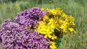 В любой непонятной ситуации иди в лес