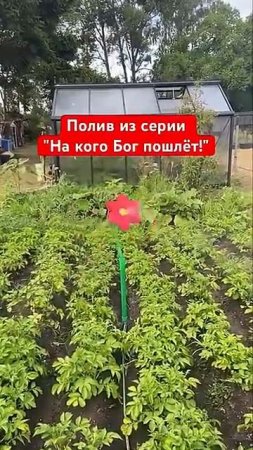 Полив из серии _На кого Бог пошлёт!_