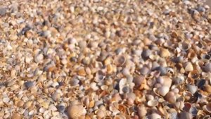 Морской берег из ракушек!