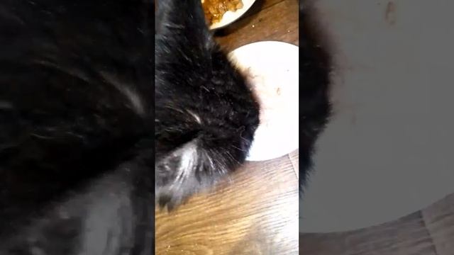 РыбФлот выручает! Котенок Барсик доволен - НИ ОДИН КОТ В МИРЕ еще не едал такого аппетитного минтая!