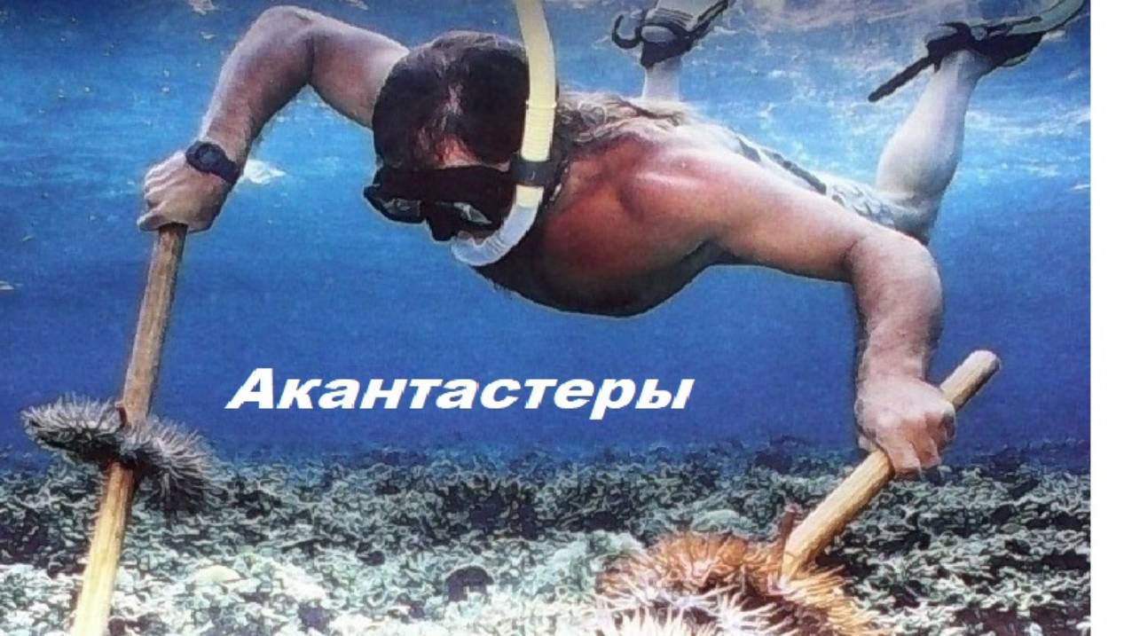 6    Жизнь  Новозеландский сверчок Акантастеры