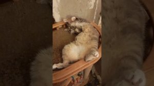 12.07.25. вечер... тучи, гром, молния перед дождём, который так и пошёл. Ночь.... Сильве жирко:)
