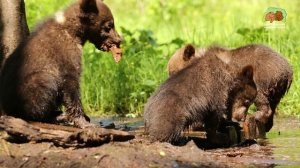 МЕДВЕЖЬИ ВОДНО-БОЛОТНЫЕ УГОДЬЯ