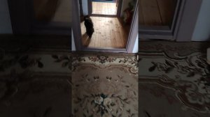 Котик.mp4