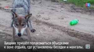 В Красноселькупе заметили волка