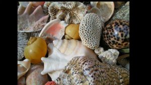 Морские и речные ракушки.