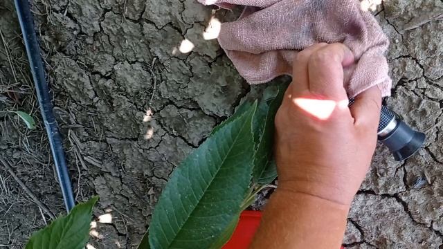 Черешня Гудзон Хадсон Hudson