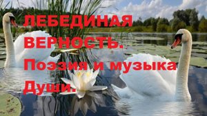 ЛЕБЕДИНАЯ ВЕРНОСТЬ - Автор стихотворения А. Соколов. Автор видеоролика В. Голикова.