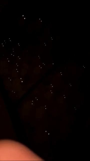 Котики❤️ смотреть онлайн