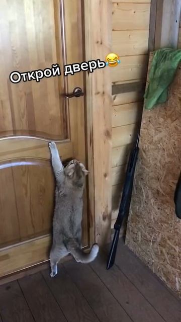 Говорящий кот. Смотреть со звуком.🐱 смотреть онлайн