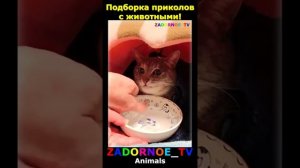 Животные приколы и не только