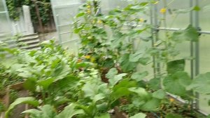 13-07-2025 последствия вчерашнего града и что я сделала в теплице.
