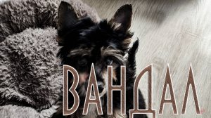 Вандал