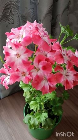 Королевская пеларгония Candy Flowers Peach Cloud