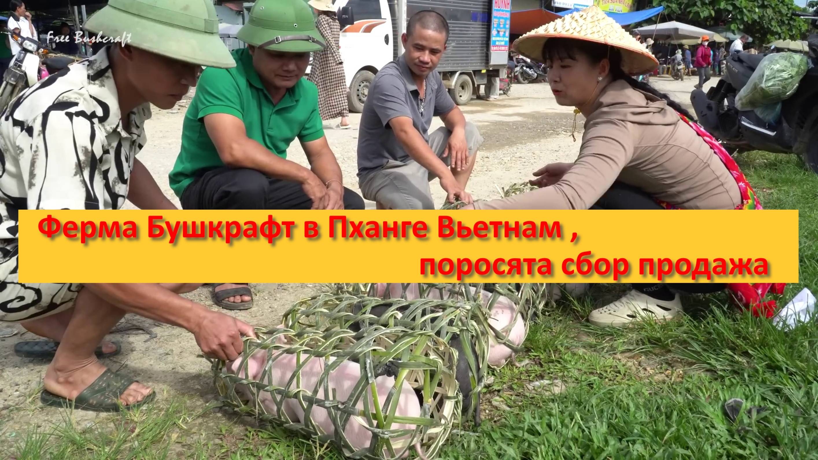 Ферма Бушкрафт в Пханге Вьетнам , поросята сбор продажа