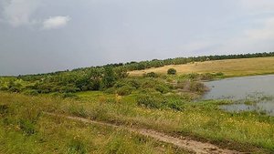 Природа Пискалы Самарская область 12.07.225г ездили за ягодой
