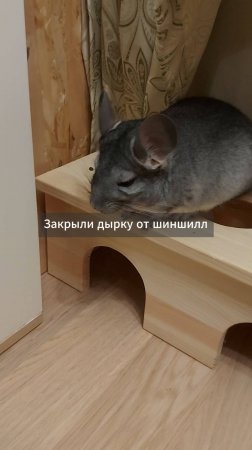 #Шиншиллы не сдаются!