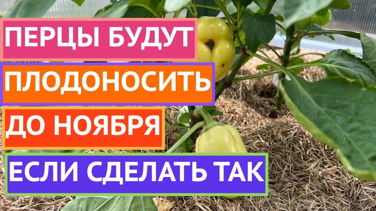 ВСЕ ОБ УХОДЕ ЗА ПЕРЦАМИ В ПЕРВОЙ ПОЛОВИНЕ ЛЕТА!